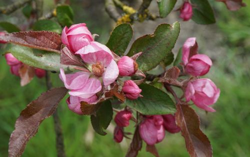 Malus hupehensis