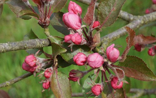 Malus hupehensis