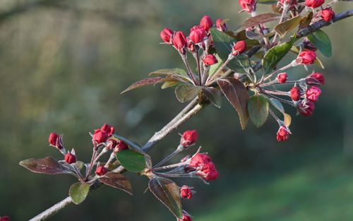 Purpurea Evelyn