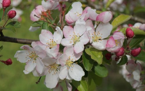 Malus Professor Sprenger blossom