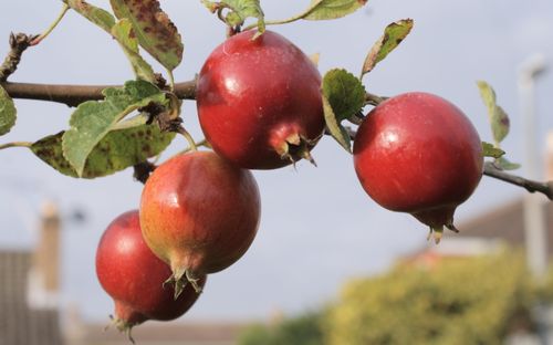 Rosehip