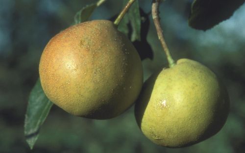 Shipover pears