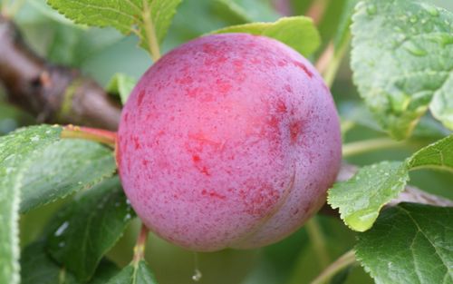 Reeves plums
