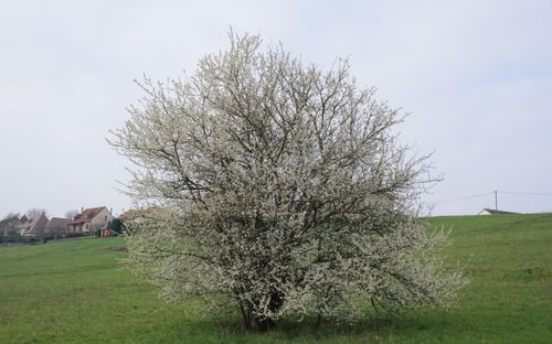 Prunus avium