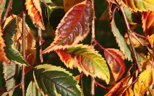 Prunus Frilly Frock leaves