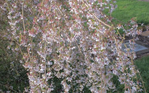 Pendula