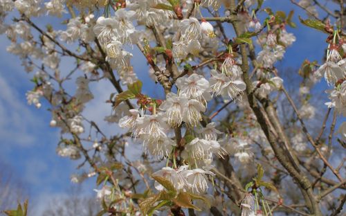 Prunus litigiosa