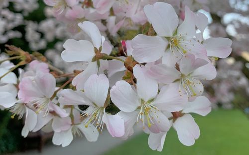 Prunus Pandora blossom