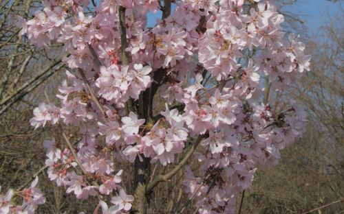 Ascendens Rosea