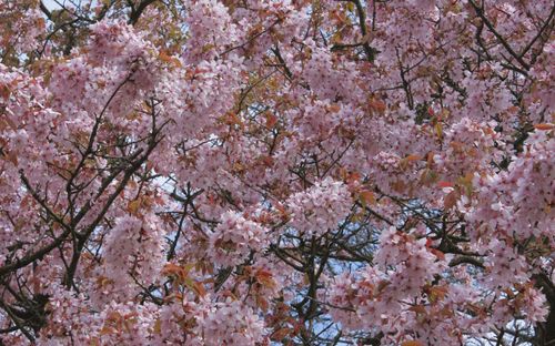 Prunus sargentii