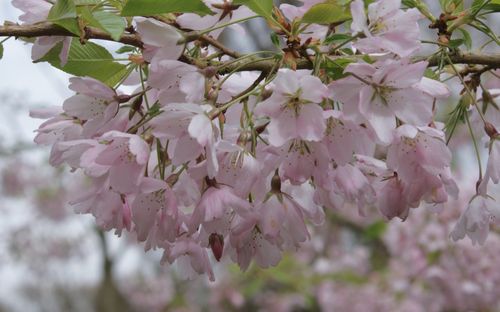Prunus Pink Shell blossom