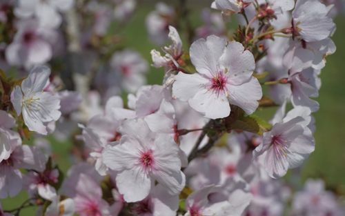 Prunus avium Schmittii blossom