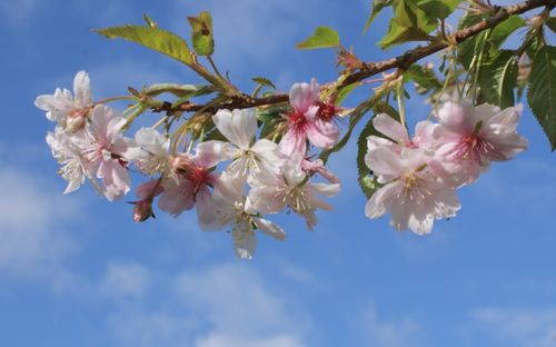 Autumnalis