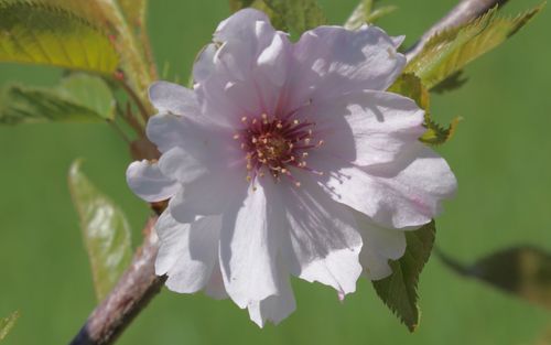 Autumnalis