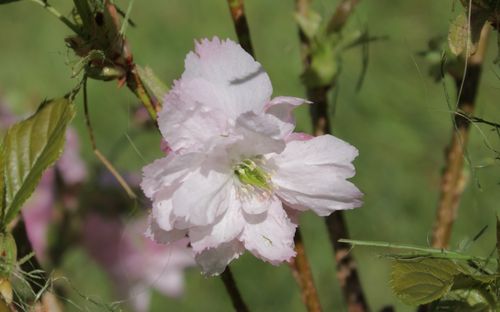 Prunus Little Pink Perfection blossom