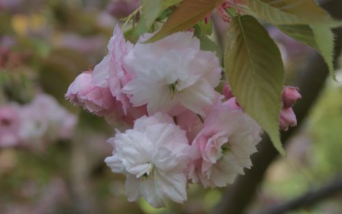 Hanagasa Pink Parasol