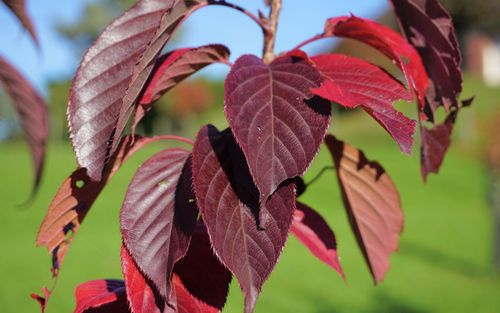 Royal Burgundy