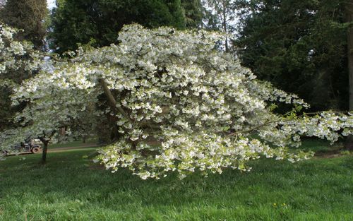 Prunus Shirotae japanese flowering cherry trees for sale