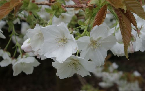 Tai-haku