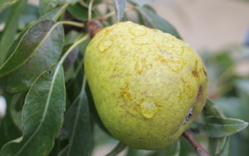 Silver Sail pears