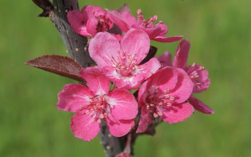 Malus hupehensis Cardinal blossom