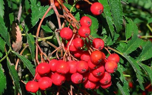 Sorbus aucuparia Asplenifolia berries