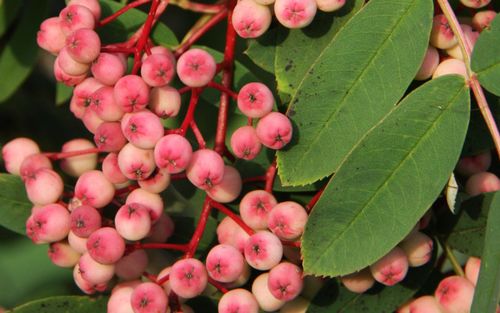 Sorbus hupehensis Pink Pagoda berries