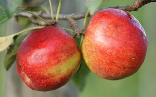 Crimson Crisp