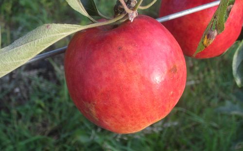 Crimson Crisp