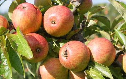 Doux Normandie apples