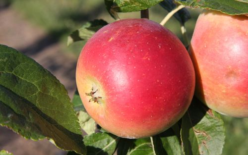 Edelborsdorfer apples