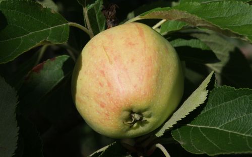 1-year maiden bare-root Major cider apple tree on Dwarf rootstock, mature  height 6ft-9ft