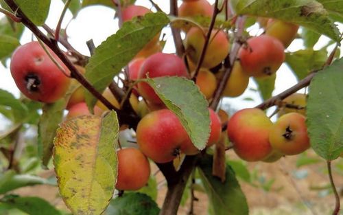 Puget Spice apples