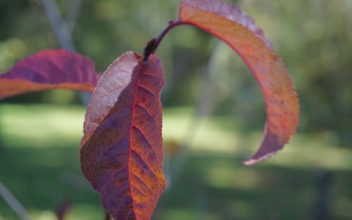 Prunus Jacqueline leaves