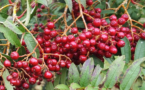 Sorbus Rose Queen berries