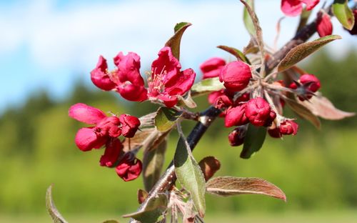 Crimson Cascade