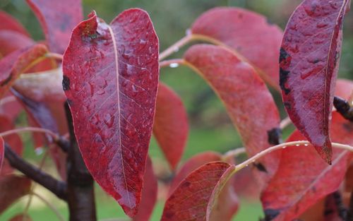 Pyrus communis Santa Claus leaves