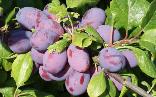 Blaisdon Red