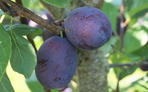 Toptaste Kulinaria