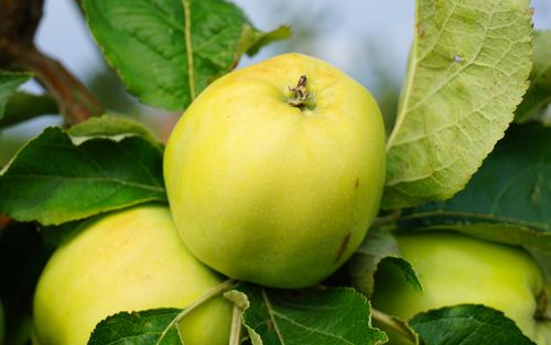 Slavyanka apples