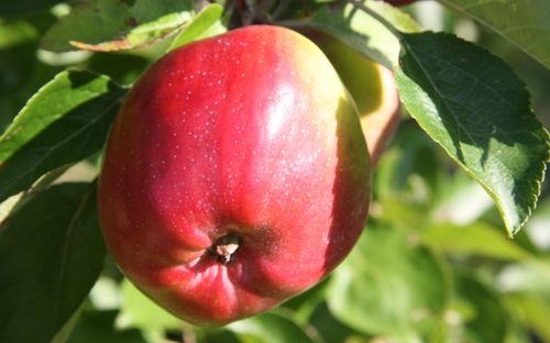 Berner Rosen