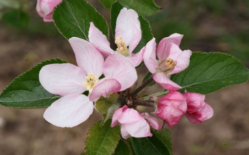 Nonpareil