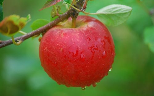 Hamid's Red Pippin
