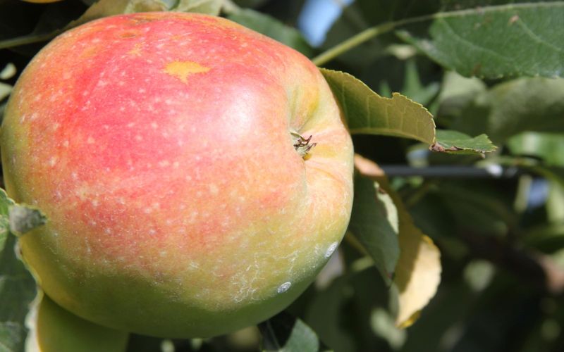 果物 Anna Anna apple tree for sale