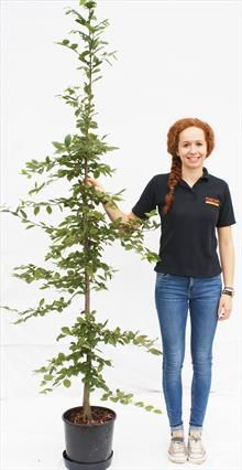 Carpinus betulus hornbeam trees for sale