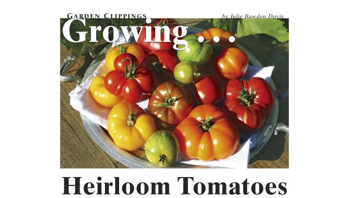 Heirloom Tomatoes