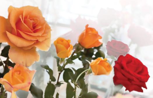 Woman's Club of Orange Flower Show