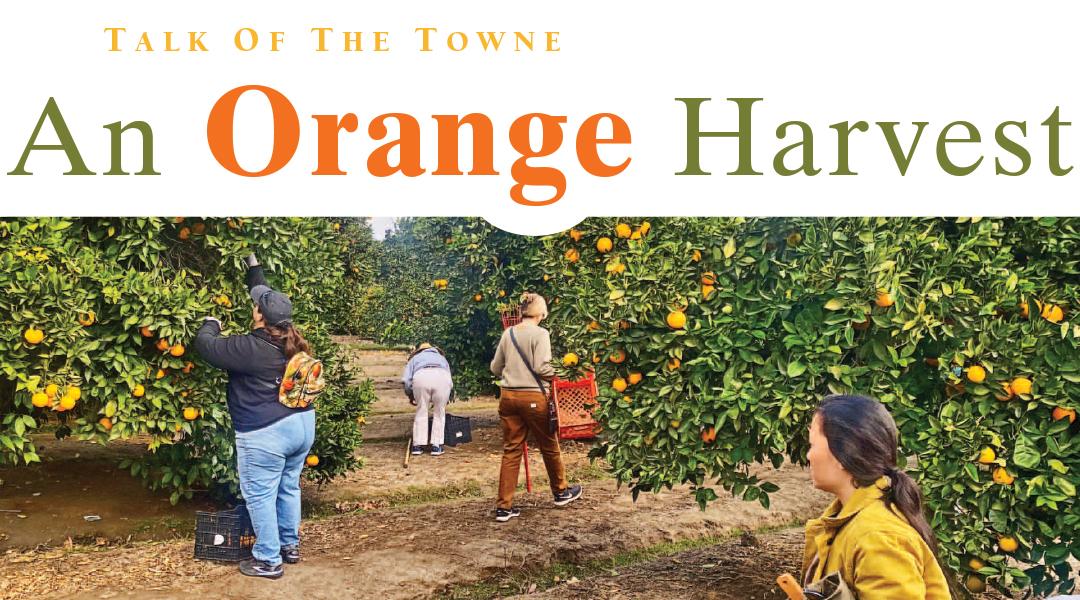 Orange Home Grown