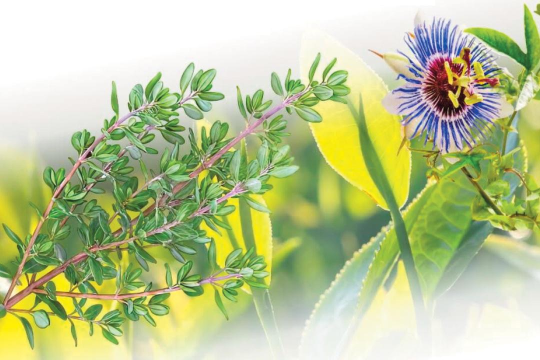 Summer Herbal Class Series