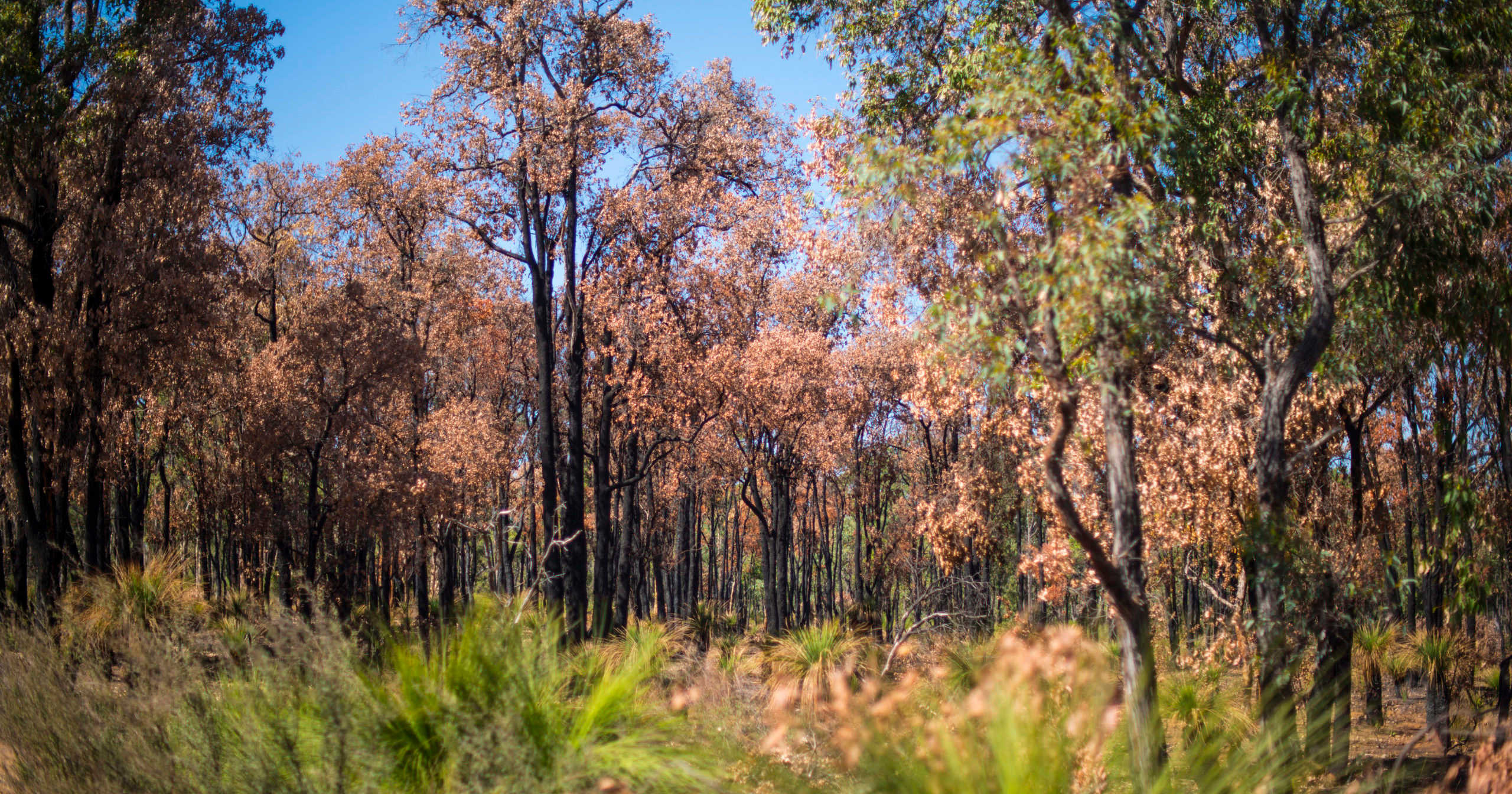 Lending a Helping Hand to Bushfire Victims